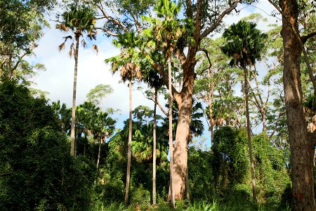 Cabbage Tree Palms