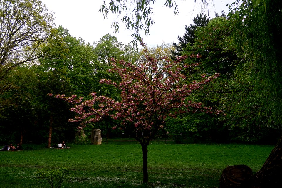 japanes_garden_rain_Herastrau (6)