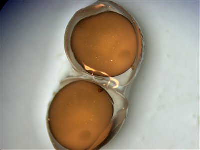 Pallid Sturgeon Eggs