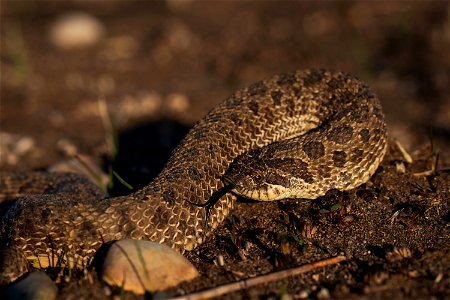 Plains hognose snake photo