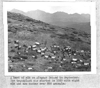 (1958) Herd of Elk