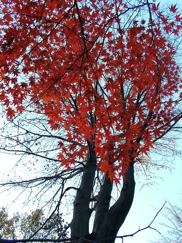 Leaf coloring red colorful