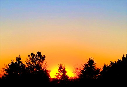 2022/365/290 Sunset and Pines photo