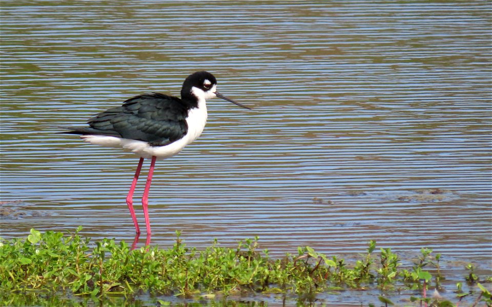 Black-necked Stilt