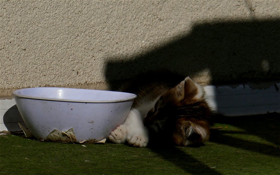 independent-cats_2017_0624_082751(1)