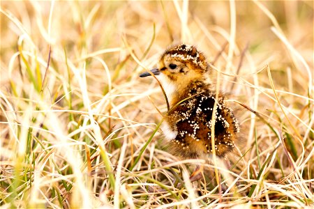 A young dunlin chick on the tundra