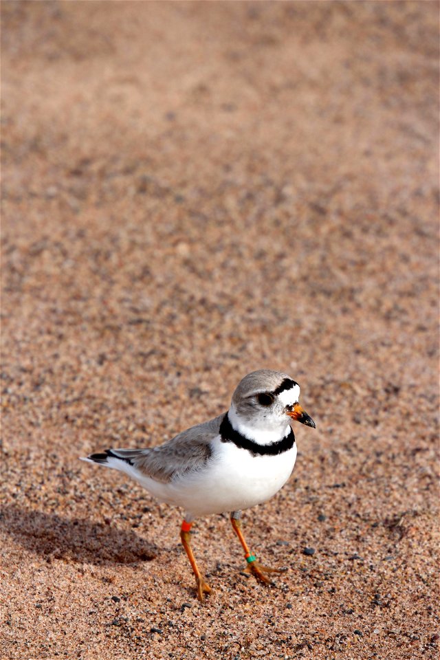 Piping Plover Banding on the Apostle Islands