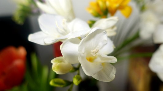flori_flowers-wife-2023_0216_161409