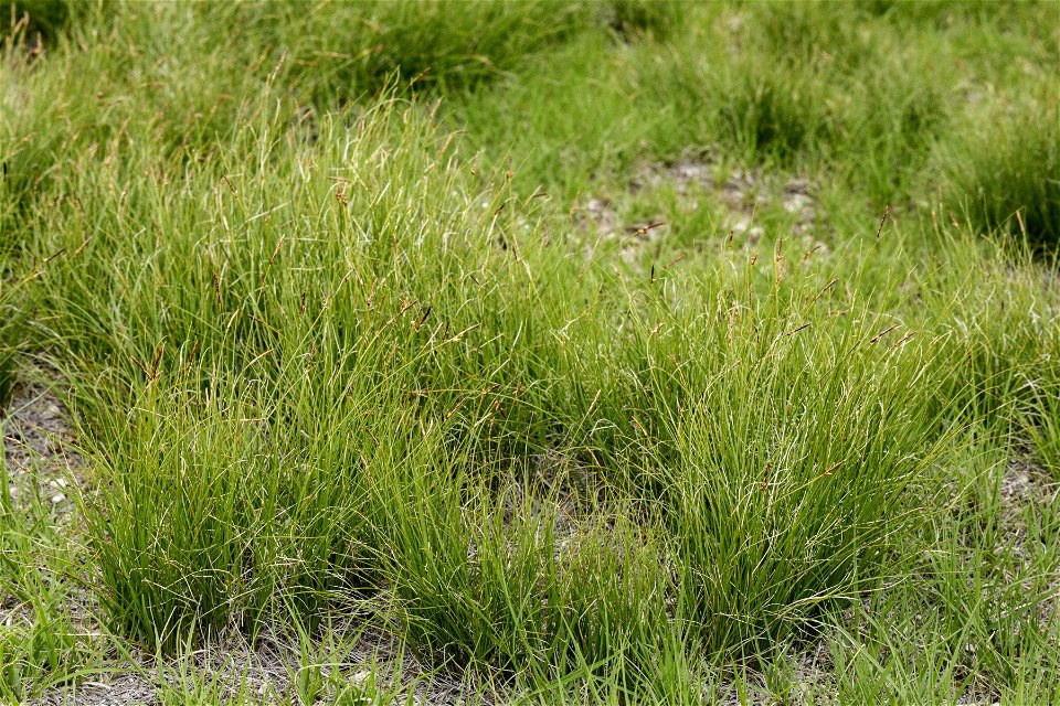 Carex filifolia