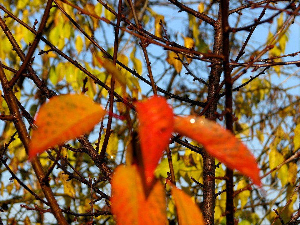 toamna_20091130_34