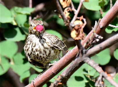 Sage thrasher at Seedskadee National Wildlife Refuge