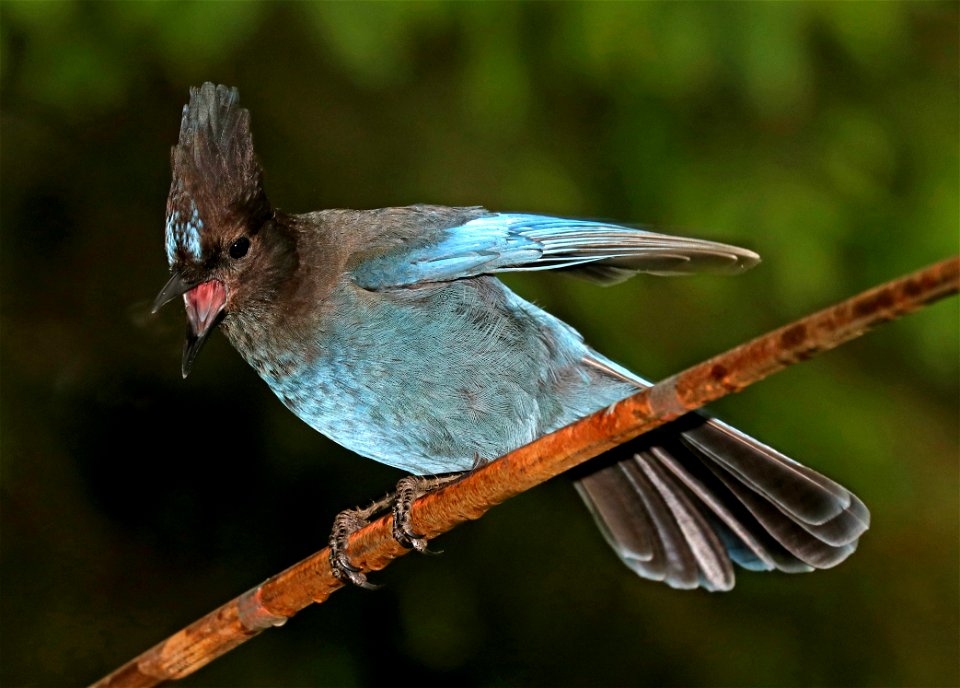 638 - STELLER'S JAY (5-27-2021) yard, crescent city, ca -10