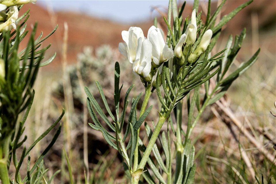 Astragalus pectinatus