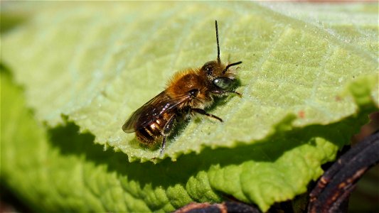 Osmia sp. (Mauerbiene) - Männchen