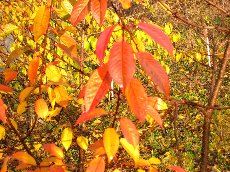 toamna2009_1127_091207