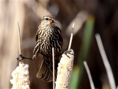 Red-winged Blackbird at Seedskadee National Wildlife Refuge photo