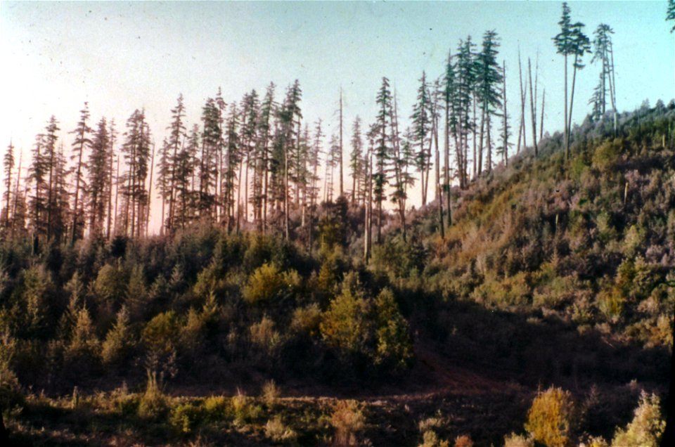 352-seed-trees-with-10-year-old-reproduction-umpqua-nfjpg_49385825117_o