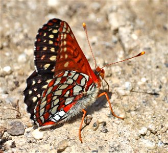CHECKERSPOT, EDITH'S (Euphydryas editha) (05-17-2022) prescott park, medford, Jackson co, or -01