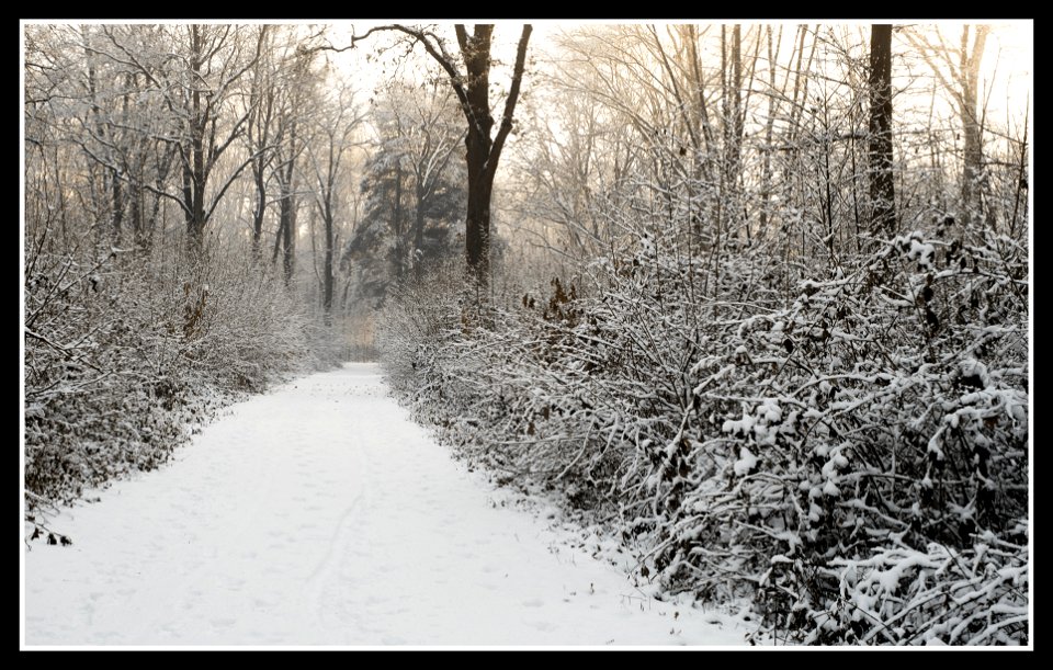 forest walk