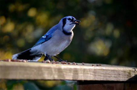 Blue Jay photo