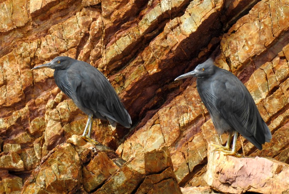 Pacific reef herons