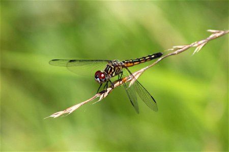 Blue Dasher Dragonfly photo