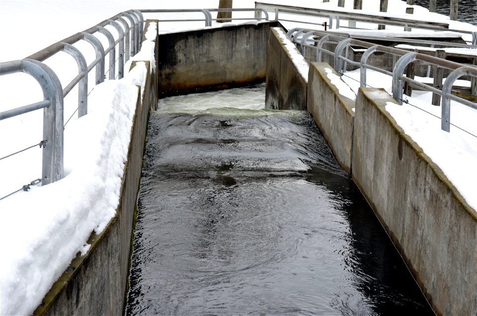 Down the Boardman River Fish Ladder