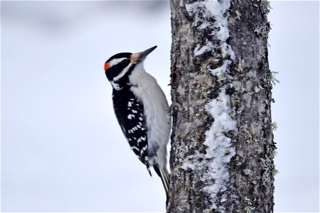 Hairy woodpecker on a tree photo