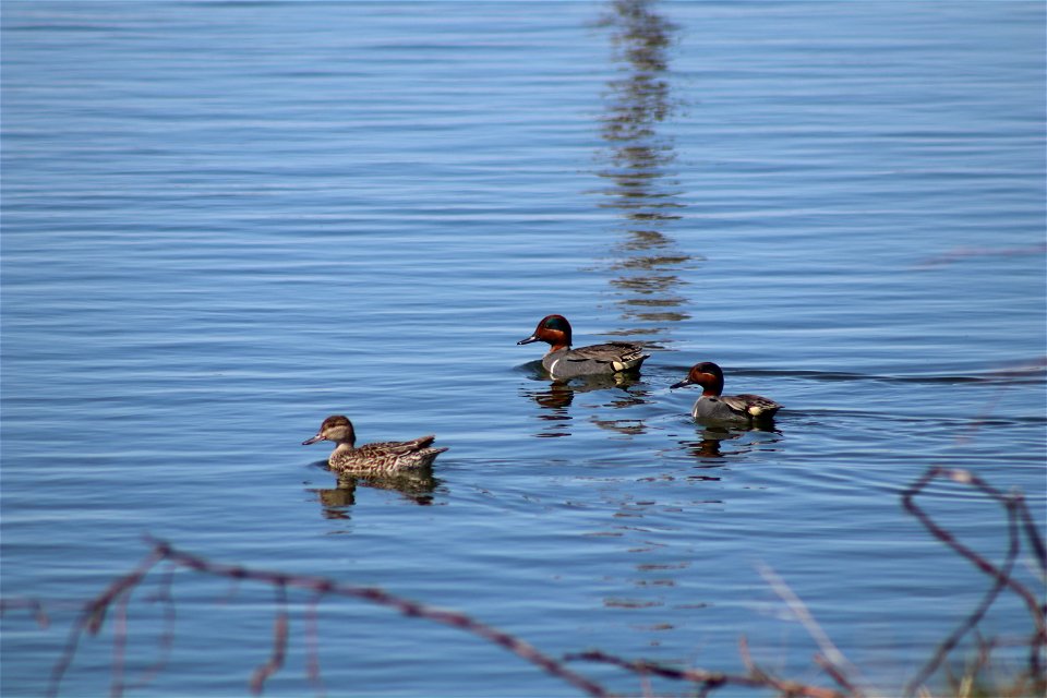 Green-Winged Teal Lake Andes Wetland Management District South Dakota