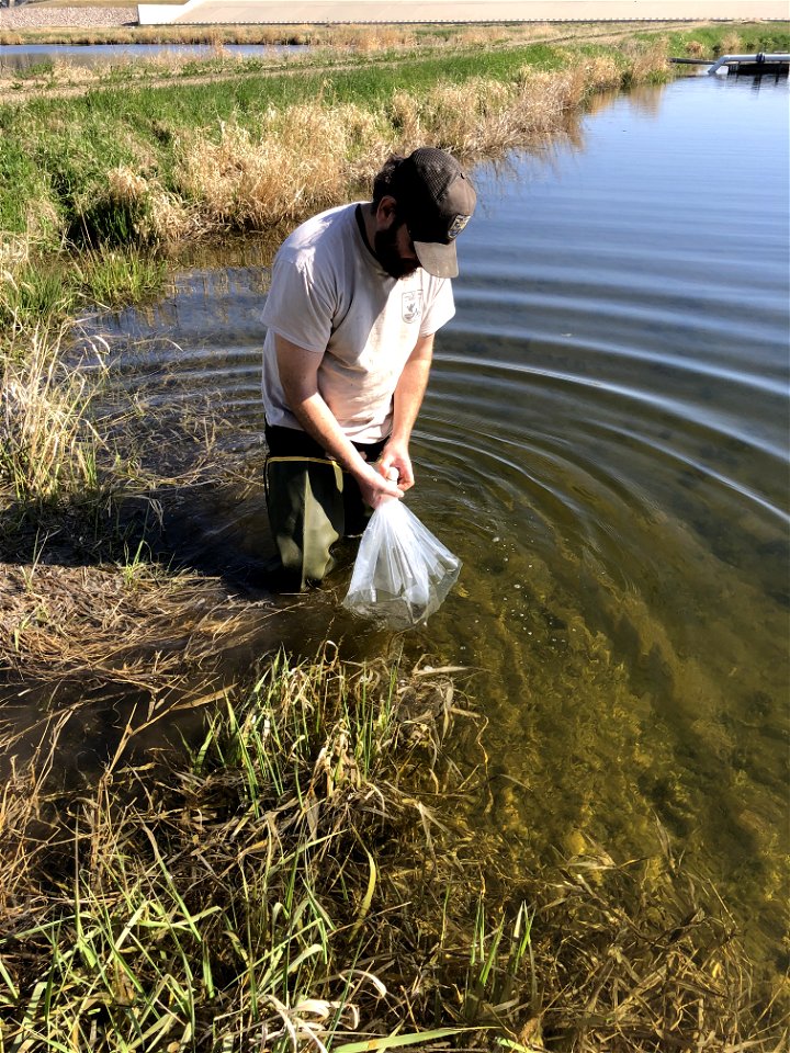 Transferring Young Fish to Rearing Pond