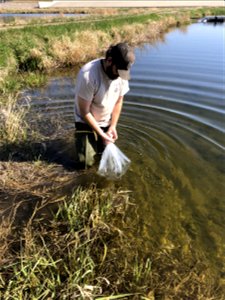 Transferring Young Fish to Rearing Pond photo