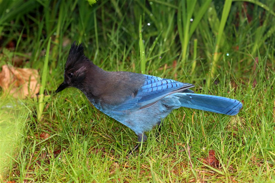 638 - STELLER'S JAY (5-27-2021) yard, crescent city, ca -11