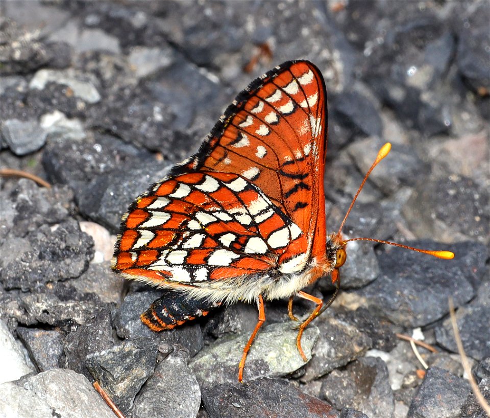 CHECKERSPOT, VARIABLE (Euphyydryas calcedona) (07-07-2022) idaho county, id -02