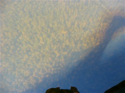 Elodea in Beck Lake, Alaska photo