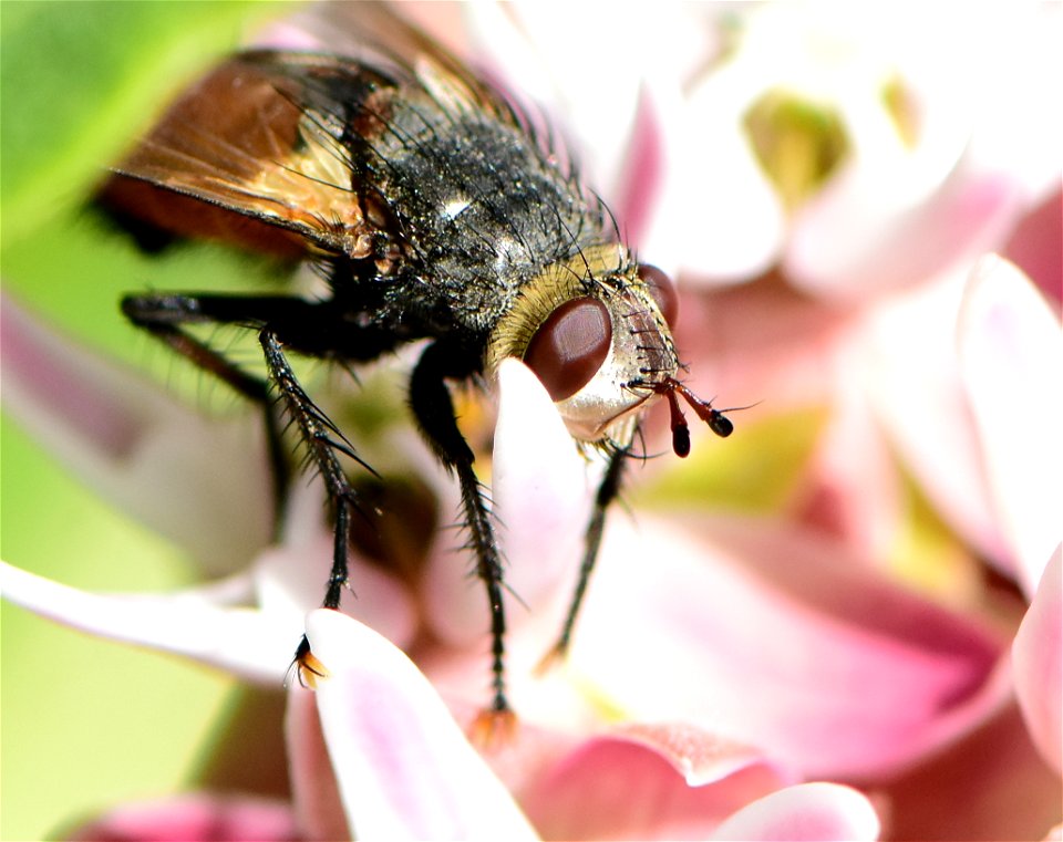 Bristle or Tachinid fly (Peleteria iterans)  at Seedskadee NWR Wyoming
