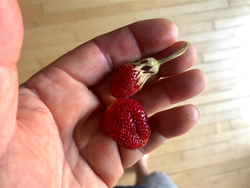 Fresh Home Grown Berry Pair