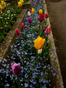 Herestrau Park in spring (88)