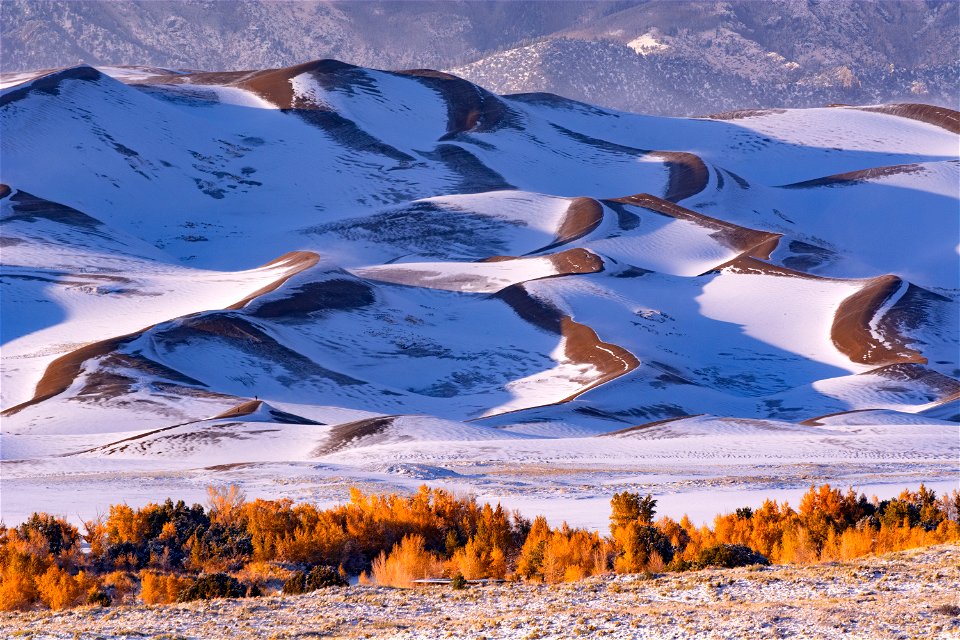 Snowy Dunes and Gold Cottonwoods 3
