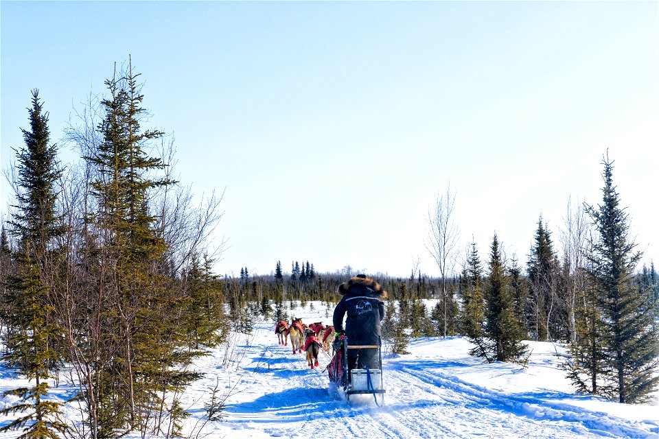 Kobuk 440 racers at Paniqsigvik shelter cabin.