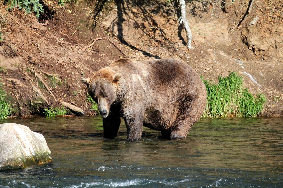 Bear 480 Otis Fat Photo