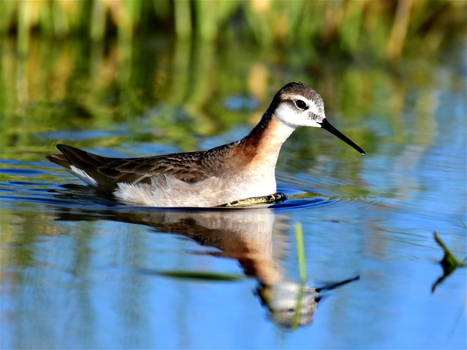 Wilson's phalarope at Seedskadee National Wildlife Refuge