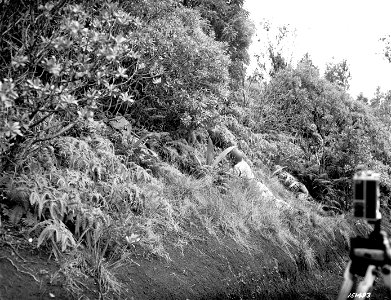 SC 151493 - Men lying in the foliage as part of the camouflage tests on a trail. Hawaii. photo