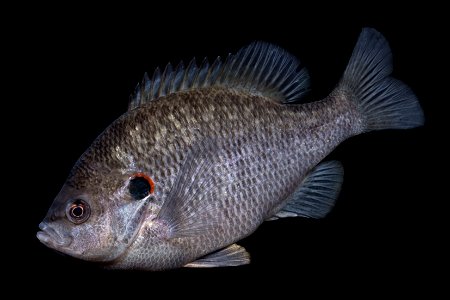 Redear Sunfish (Lepomis microlophus) photo