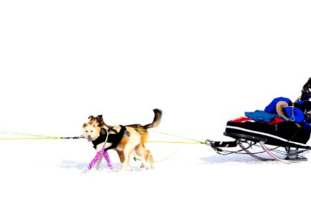 Kobuk 440 dogsled team on the final stretch near Kotzebue.