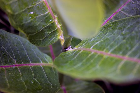 Monarch Caterpillar in Minnesota photo