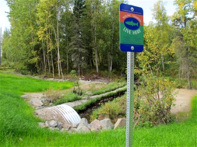 Salmon Live Here