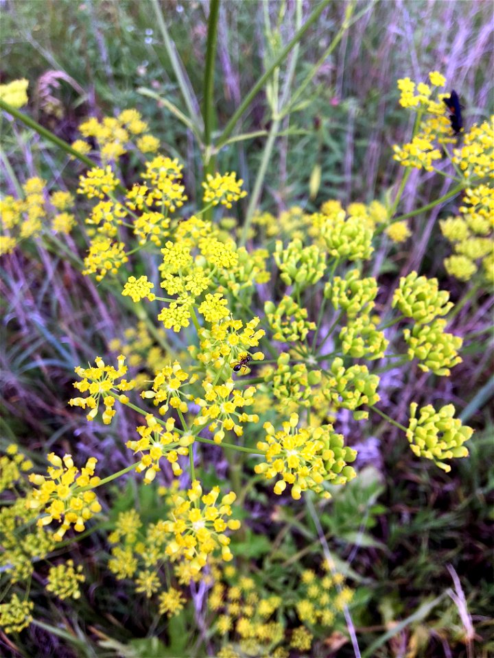 Invasive Wild Parsnip photo