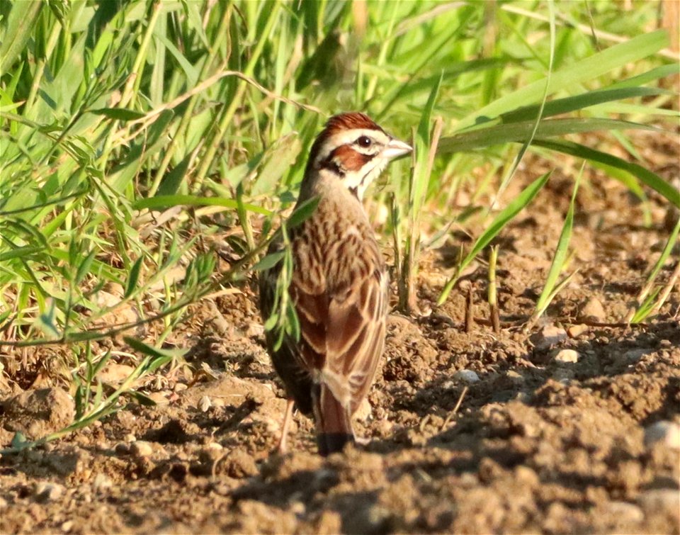 Lark Sparrow Huron Wetland Management District photo