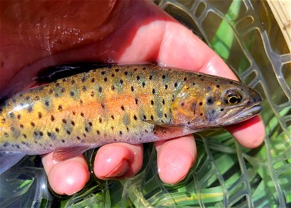 Lahontan cutthroat trout in northern Nevada.