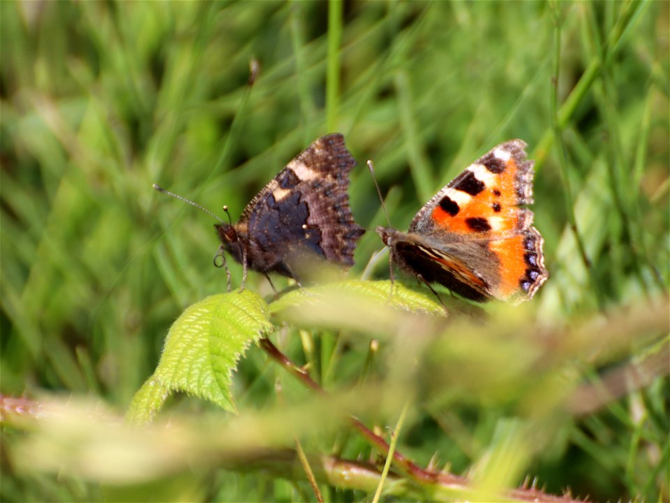 Small Tortoiseshells